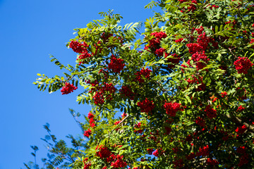 Fototapeta na wymiar Berries red ripe Rowan tree in the garden. Red mountain ash on a blue sky background