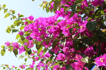  Bougainvillea mit Blüten