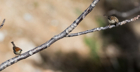 Russet Sparrow Bird