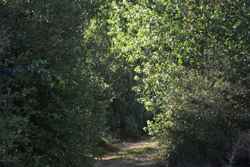 Fototapeta na wymiar Camino en el bosque
