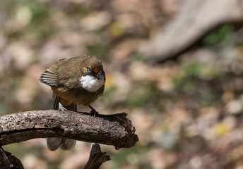 White Throated Laughing Thrush bird sitting on perch of tree