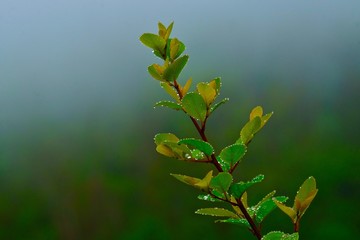 dew drops on leaves
