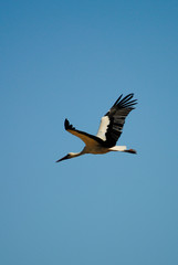 cigüeña volando