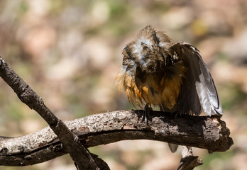 White Throated Laughing Thrush bird sitting on perch of tree