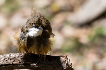 Fototapeta premium White Throated Laughing Thrush bird sitting on perch of tree