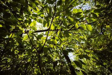 green leaves of tree