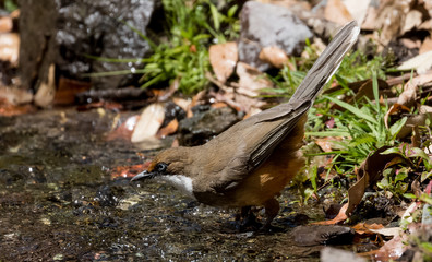 White Throated Laughing Thrush bird sitting on perch of tree