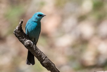 Verditer Flycatcher bird sitting on the perch of tree