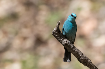 Verditer Flycatcher bird sitting on the perch of tree