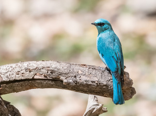 Verditer Flycatcher bird sitting on the perch of tree