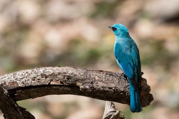 Verditer Flycatcher bird sitting on the perch of tree