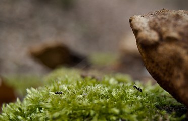 moss on a tree