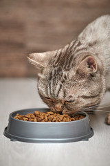 Scottish straight cat eats dry food from a bowl.