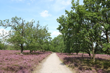 Weg führt durch blühende Heidelandschaft in der Lüneburger Heide
