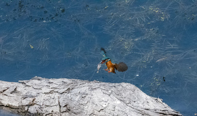 Common Kingfisher at Sattal, India