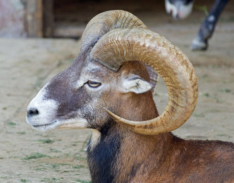 male rocky mountain bighorn sheep