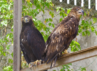 beautiful mountain eagles in the zoo