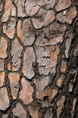 Natural textured on tree which can be used in designing
