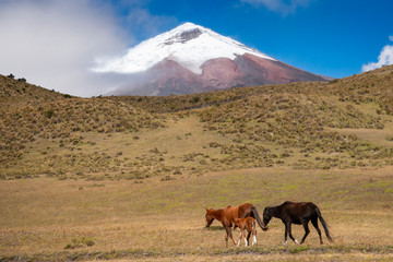 riserva naturale vulcano kotopaxi