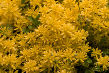 Autumn Flowers in the garden spreading fragrance and love