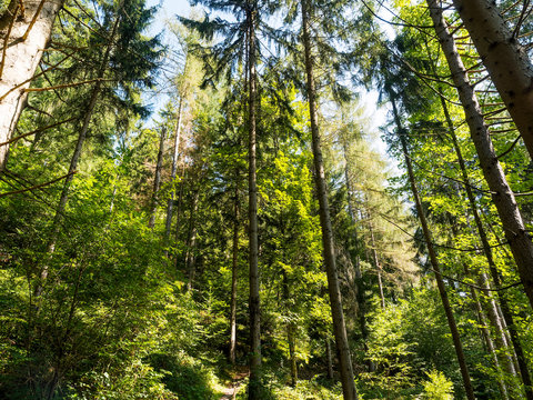 In Sch&ouml;nau im Schwarzwald mit tollen wald Aussichten in ruhiger Natur