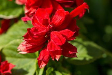 Autumn Flowers in the garden spreading fragrance and love