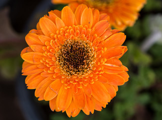 Autumn Flowers in the garden spreading fragrance and love