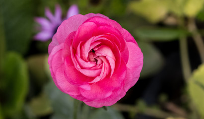 Autumn Flowers in the garden spreading fragrance and love