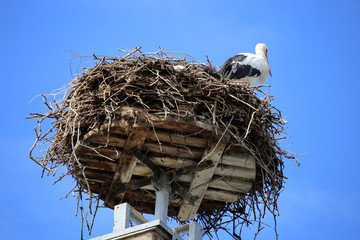 Storchennest