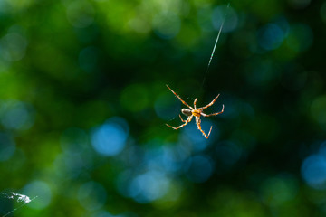 A spider weaves her net in the middle of the air  with blurred background