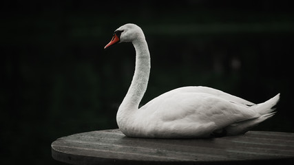 Fototapeta premium Swan floating on the water at sunrise of the day