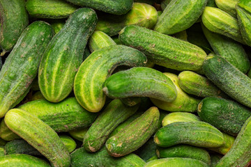 Fresh cucumber background top view