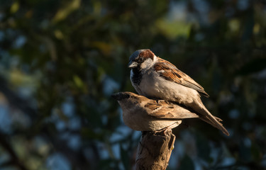 Fototapeta premium House Sparrow Bird mating at Uttarakhand