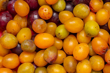 Fresh plums, healthy and organic fruit.