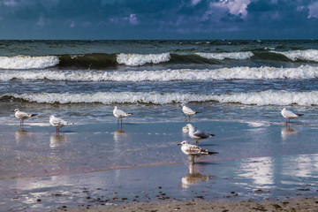 seagulls on the beach