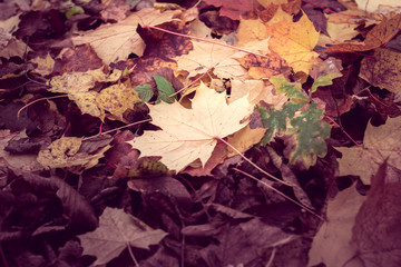 Naklejka na ściany i meble background from autumn maple leaf