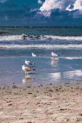 seagull on the beach