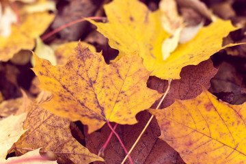 background from autumn maple leaves