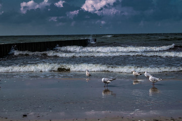 seagulls on the beach