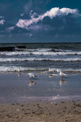 seagulls on the beach