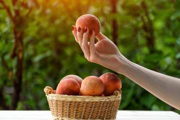 Ripe peach in a female hand. Wicker basket, green garden on the background. Close-up. Fruit season