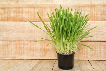 Flower pot with greens on the table stands on a light brown wooden wall background. Copy space