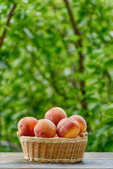 Ripe peaches in a wicker basket, green garden on the background. Fruit season