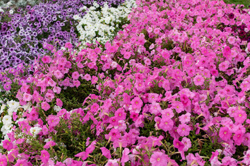  Bright multi-colored garden flowers as a background for text compositions