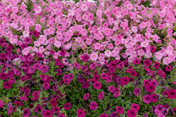  Bright multi-colored garden flowers as a background for text compositions