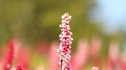 Teppich-Knöterich (Bistorta affinis)