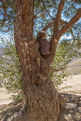 Boy pouting in a tree on Saddle Rock Wenatchee hike