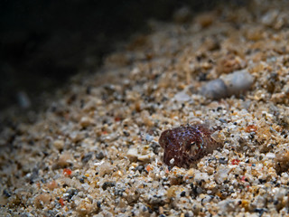 Berry`s Bobtail Squid, Berrys Stummelschwanz-Sepia (Euprymna berryi)