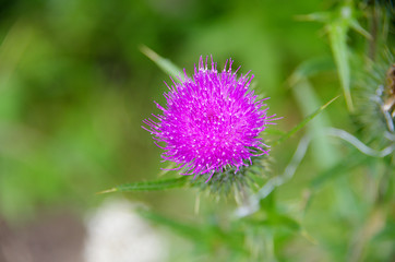 purple thistle flower