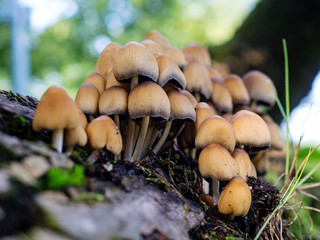 mushrooms (Coprinellus disseminatus) on moss in the wild